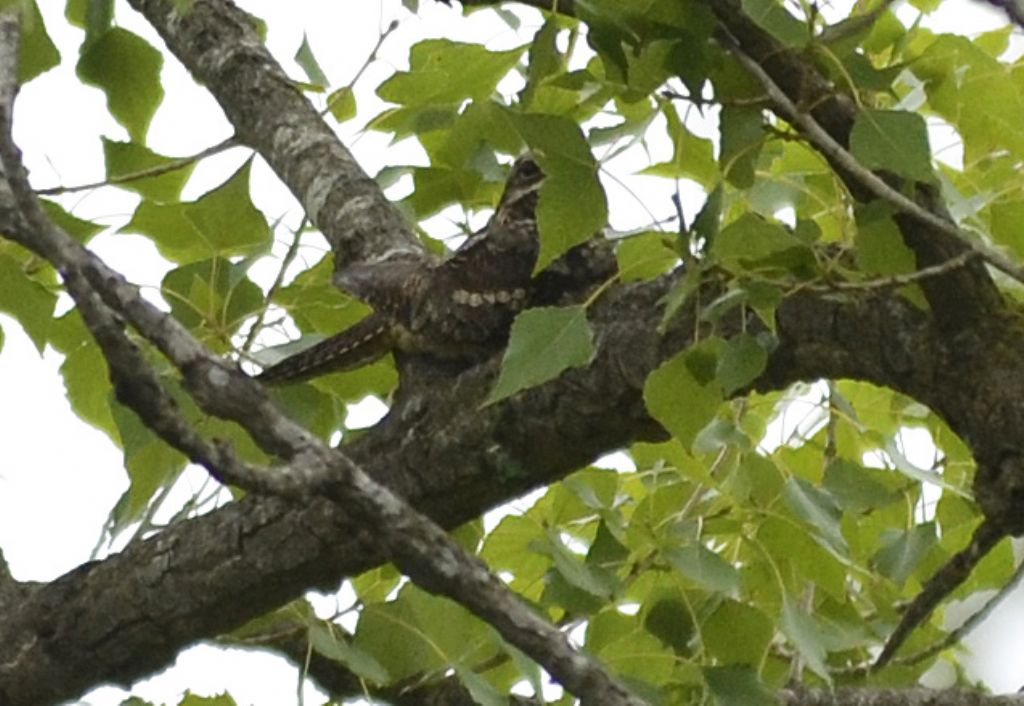 Succiacapre?  S !  Caprimulgus europaeus